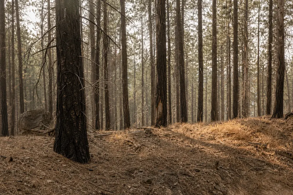 Hazy sun filtering through dry conifer trunks - smoke and dry fuel conditions | KnowOutdoor